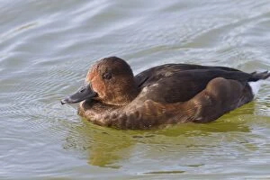 Aythya Nyroca Gallery: Ferruginous Duck - adult female swimming on marsh