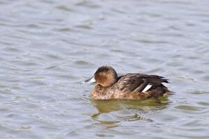 Images Dated 13th October 2013: Ferruginous Duck - female swimming