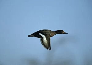 Ferruginous Duck - In Flight