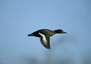 Ferruginous Duck - In Flight Norfolk, UK BI004649