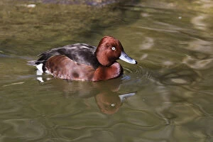 Aythya Nyroca Gallery: Ferruginous Duck - male on lake, Bavarian Forest, Germany     Date: 11-Feb-19