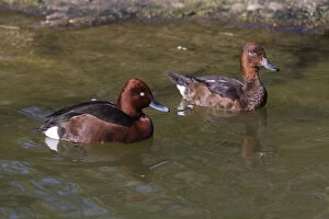Aythya Nyroca Gallery: Ferruginous Duck - pair on lake, Bavarian Forest, Germany     Date: 11-Feb-19