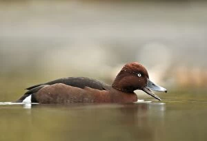 Images Dated 18th December 2012: Ferruginous Duck - winter