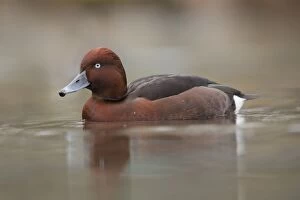 Images Dated 18th December 2012: Ferruginous Duck - winter