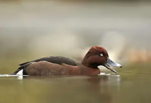 Diving Ducks Prints: Ferruginous Duck - winter - UK
