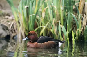 Pochard Prints: Ferruginous / Ferruginous pochard / white-eyed pochard Duck