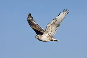 Ferruginous Hawk - in flight, in winter. Texas Panhandle, January