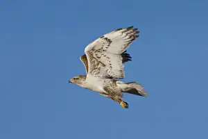 Ferruginous Hawk - Texas Panhandle, winter. January