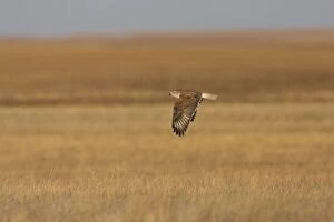 Ferruginous Hawk - in winter over typical grassland habitat