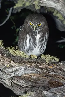 Ferruginous Pygmy-owl