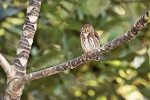 Ferruginous Pygmy-owl. Nayarit Mexico in March