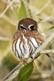 Ferruginous Pygmy-owl. Nayarit Mexico in March