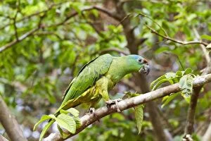 Images Dated 28th August 2014: Festive Amazon / Festive Parrot perched on a branch