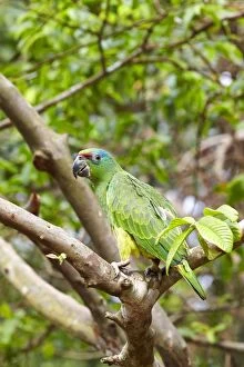 Images Dated 28th August 2014: Festive Amazon / Festive Parrot perched on a branch