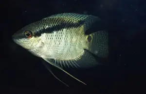 Festive Cichlid