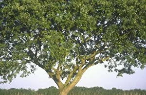FEU-120 Pedunculate Oak Tree