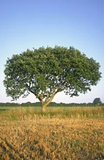 FEU-121 Pedunculate Oak Tree