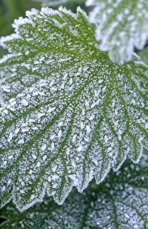 FEU-124 Stinging Nettle - Leaves with covering of frost