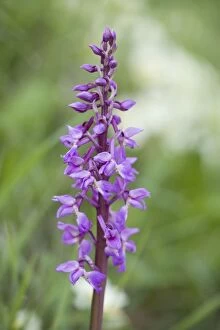 FEU-389 Early Purple Orchids - growing on a Norfolk roadside verge
