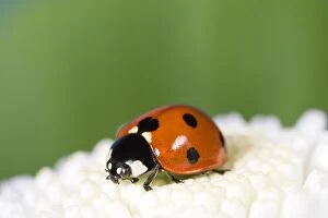 FEU-513 7-Spot Ladybird on White Flower