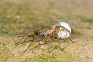 FEU-544 Wolf Spider With egg sac