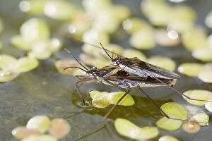 FEU-566 Common Pond Skaters - mating