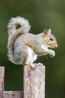 FEU-575 Grey Squirrel on wooden fence