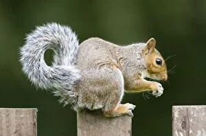 FEU-576 Grey Squirrel on wooden fence