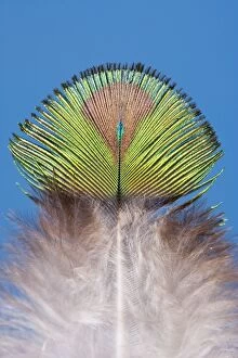 FEU-594 Peacock - Feather of male