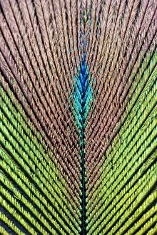 FEU-595 Peacock Feather detail of male
