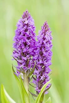 FEU-607 Southern Marsh Orchid in Norfolk meadow