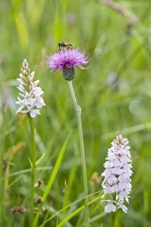 FEU-611 Hover Fly on Meadow Thistle with Heath Spotted Orchids (Helophilus pendulus)