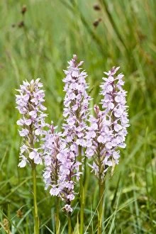 FEU-615 Common / Heath Spotted Orchids in damp meadow (probably hybrid)