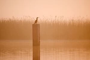 FEU-621 Cormorant - On post in misty sunrise with reedbed behind