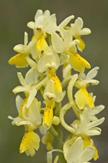 Few-flowered Orchid in flower in spring Italy