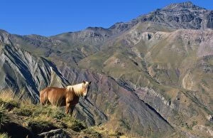 FG-11550 CHILE - Horse in the Andes above San Fernando, Region 6