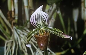 FG-11655 Slipper Orchid