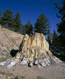 FG-11694 Fossil Wood - Florissant Fossil Beds national Monument. The Big Stump : Petrified