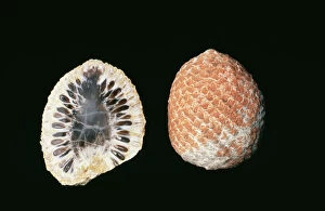 FG-11972 Fossil - Araucaria Cones, cross section & full cone