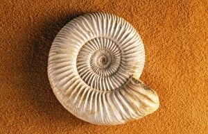 Ammonites Gallery: FG-12035