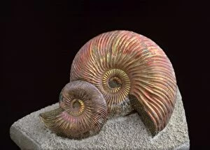 Ammonites Gallery: FG-12055