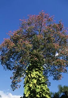 FG-12157 Brazilian Floss SILK Tree - with epiphytes