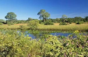 FG-12401 BRAZIL - view of the Pantanal