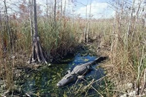 FG-1821 Alligator - in its water hole