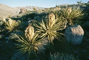 FG-2291 Mohave Yucca