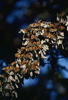 FG-3920 Wanderer / Monarch / Milkweed Butterfly - mass, over-wintering after migration