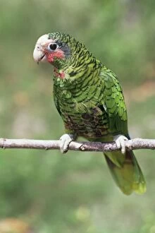 Fg-4728 Cuban Amazon Parrot