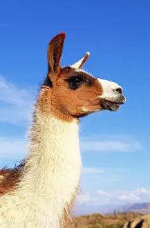 Llamas Prints: Llama