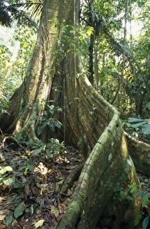 FG-9000 Rainforest - butresses & forest floor flora
