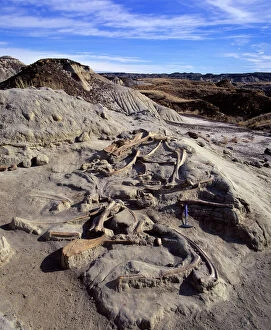 FG-CB-434 dinosaur excavation - Hadrosaur bones in situ after excavation